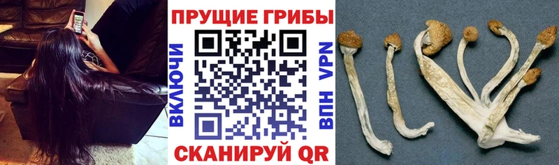 Псилоцибиновые грибы мухоморы blacksprut сайт Арамиль
